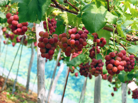 蒙城葡萄种植基地