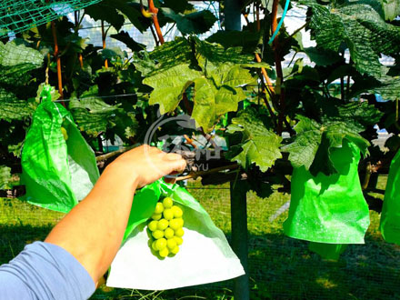 葡萄种植管理的简单方法